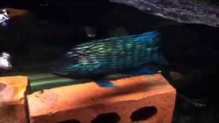 Jack Dempsey cichlid feeding [upl. by Boni]