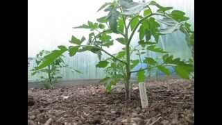 Why removing Tomato Sideshoots suckers ensures BIG growth [upl. by Negeam]