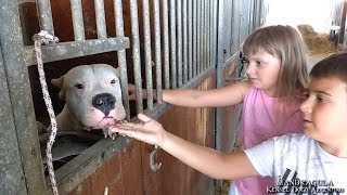 Dogo Argentino with Children  FALKOR dei Diavoli della Mandragula [upl. by Duke]