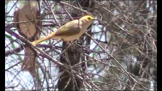 Whiteplumed Honeyeater [upl. by Lrae2]