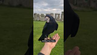 Stonehenge Song with Bird [upl. by Osber]