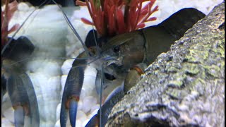 Keeping and breeding Crayfish easiest guide [upl. by Sacks370]