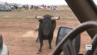 Arriesgado encierro en Málaga del Fresno  Ancha es CastillaLa Mancha [upl. by Had]