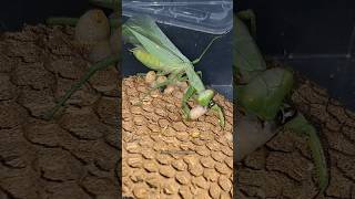 The devilfaced bee has become dinner for the mantis😬  Tropical Forest Bees [upl. by Ahsyekat]