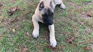 Presa Canario puppy fighting presacanariopuppies puppy dog doglover [upl. by Mulac82]