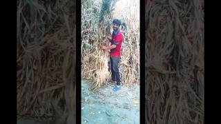 Muj sa ni hoghi asi nokari😂🤣😅 funny merababu comedyshorts comedy comedyvideos fun [upl. by Waechter]