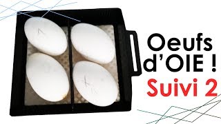 Oeufs dOIE  suivi n°2  INCUBATION ARTIFICIELLE à 15 jours [upl. by Yorled842]