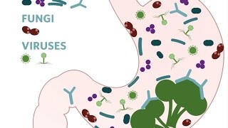 Whats Up With Your Gut Microbiome  California Academy of Sciences [upl. by Valenza]