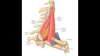 Scalenus anterior amp medius exercises [upl. by Holofernes116]