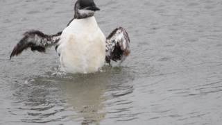 Brunnichs Guillemot [upl. by Sharai]