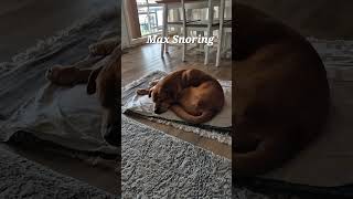 Does your dog snore like Maxshort dog snoring [upl. by Gnahc]