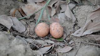 A RARE BIRD NIGHTJAR LAYING EGGS [upl. by Pain]