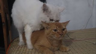 Cats Mating  Cat Mating Sounds [upl. by Suirrad]