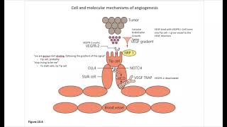 Cancer Ch10 Angiogenesis [upl. by Elstan]