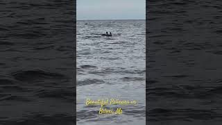 Pelicans in the gulf near Biloxi Ms [upl. by Anerehs]