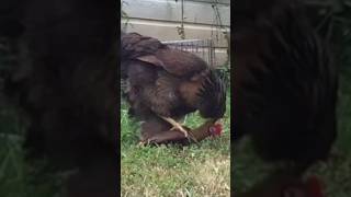 Roosters are vicious Mating shorts animals chicken [upl. by Swetlana92]