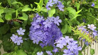 Growing Plumbago [upl. by Idoj148]