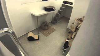 RSPCA Video  The Scratching Post [upl. by Annairdua]