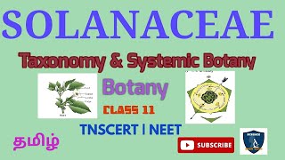 Solanaceae in Tamil  Taxonomy amp Systematic Botany I Botany I Class 11  TNSCERT  NEET [upl. by Nytnerb462]