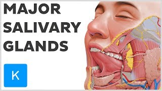 What are the Major Salivary Glands  Human Anatomy  Kenhub [upl. by Suiravaj]