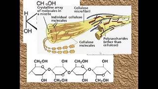 Polysaccharides for ALevel Biology [upl. by Droffilc]