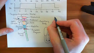 Circadian Rhythms Part 2 [upl. by Fiske]