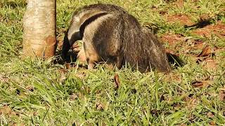 GIANT ANTEATER Free in nature eating ants MYRMECOPHAGA TRIDACTYLATAMANDUÁBANDEIRA [upl. by Michel]