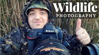 WILDLIFE PHOTOGRAPHY  Elks in Matsalu NP  LOODUSFOTOGRAAFIA  Põdrad Matsalu Rahvuspargis [upl. by Kciremed]