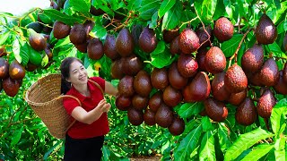 Harvesting Avocado amp Goes To Market Sell  Gardening And Cooking  Lý Tiểu Vân [upl. by Oswell314]