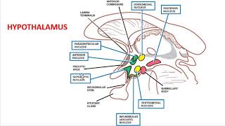 Concept of neurosecretion [upl. by Helbonia]