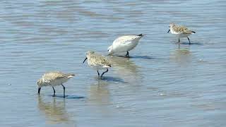 sanderlings [upl. by Nayab]