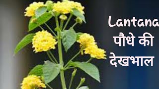 How To Grow amp Care Lantana PlantCare Of Lantana ☘️ [upl. by Ingles849]