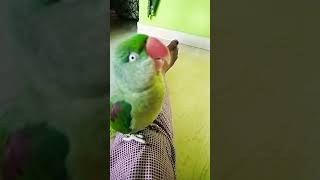 So cute voice talking parrot 🦜😍🥰 parrot birds beautifulparrot ytshorts parrottalking [upl. by Lsil157]