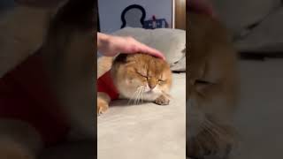 Cute Faty Catcatkittencuteanimalsviralvideotrendingmustwatchfyp [upl. by Selrhc]