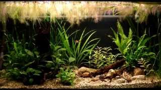 200l low tech aquarium from Kazanlak [upl. by Asiralc996]