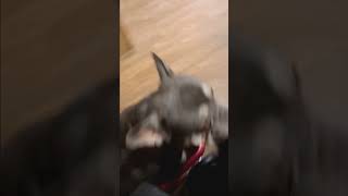 Radio flyer frenchielover frenchie radioflyer doglover subscribe no dogs were injured [upl. by Laamak]