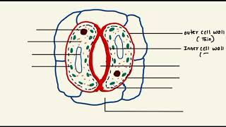 What is Stomata  Structure of Stomata in Easy Way [upl. by Ykcor]