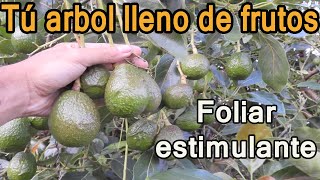 POTENTE FERTILIZANTE PARA AGUACATES y frutales  BUEN CUAJE de fruto y estimulante [upl. by Theurich930]