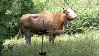 A Lowing of a Cow 720p [upl. by Gaylord770]