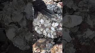 Catch Rock Oyster shortsfeed harvesting beach oysters [upl. by Oidualc]