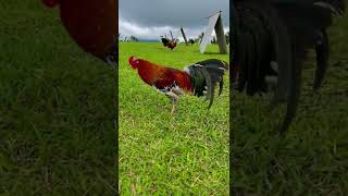 Beautiful Spangled Lacy Roundhead  Arl Gamefarm Arturo Lopez gamefowl gallosfinos rooster [upl. by Gilges]