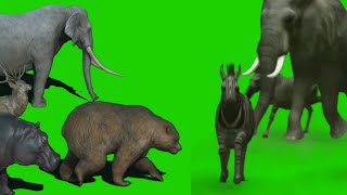 zoo animals run to the forest green screen [upl. by Cosmo]