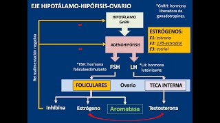 Embriología gametogénesis general espermatogénesis y ovogénesis [upl. by Obala]