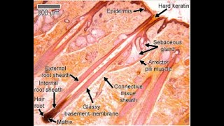 Allt ni behöver inför histologi läkarprogrammet termin 2  MINNESREGLER ni aldrig kommer glömma [upl. by Blackmore276]