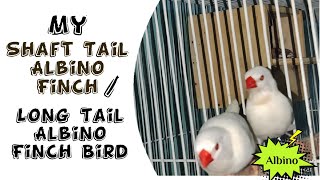 My Long Tail Albino Finch  Shaft Tail Albino Finch Bird [upl. by Piselli]