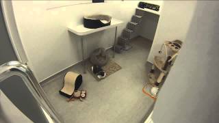 RSPCA Video  The Scratching Post [upl. by Frayne365]