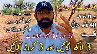 Invest 3 lakhs and earn 3 crores  Kikar farming Business  Earn with trees farming  HB Business TV [upl. by Ahsam]