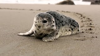 The Seal Lullaby Eric Whitacre  University of BielskoBiala Choir Jan Borowski [upl. by Birgit]