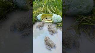 Survival Skills Simple But Very Useful With Frog Trap shorts survival bushcraft outdoors [upl. by Rod]