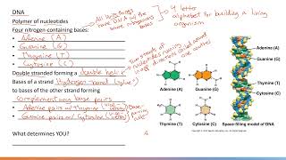 DNA vs RNA 7 [upl. by Arden]